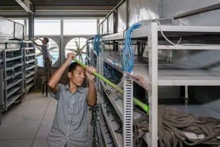 Mining rigs working in a data center